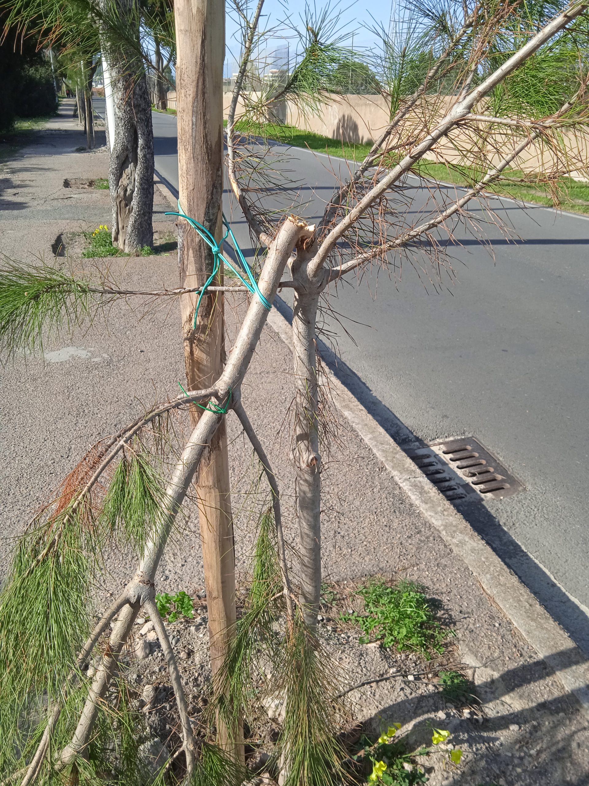 Cagliari, vandalizzati gli alberelli di pino appena piantati a Calamosca: “Bestie bipedi”