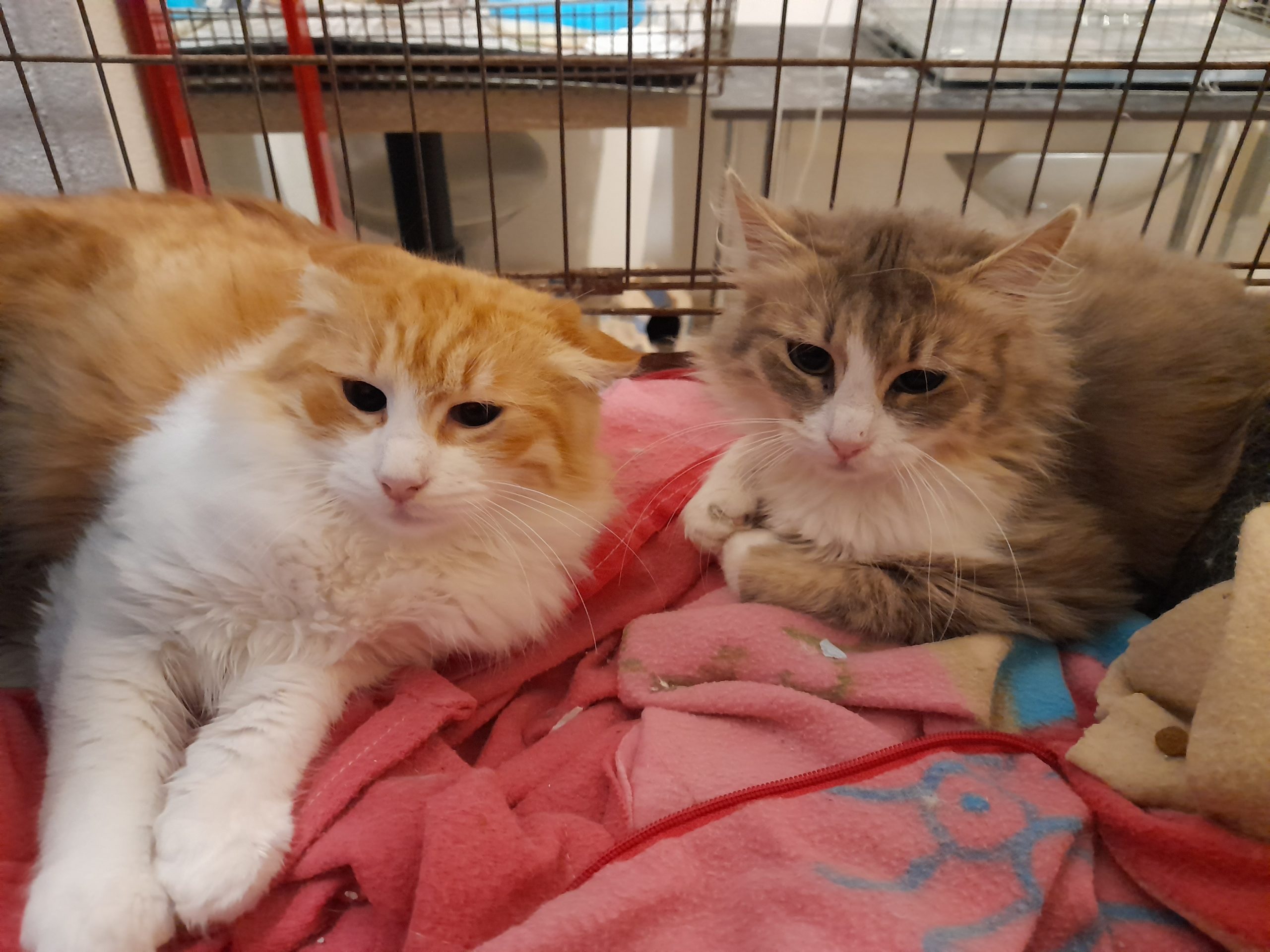 AAA cercasi adozione per i gattini Soraya e Reza, restituiti perchè timidi