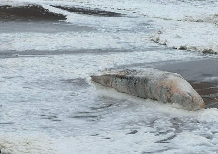 Bosa, un altro capodoglio morto portato a riva dalle onde