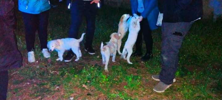 Capoterra, i proprietari sono fuori casa e i cuccioli scappano: cagnolini in fuga salvati dalla municipale