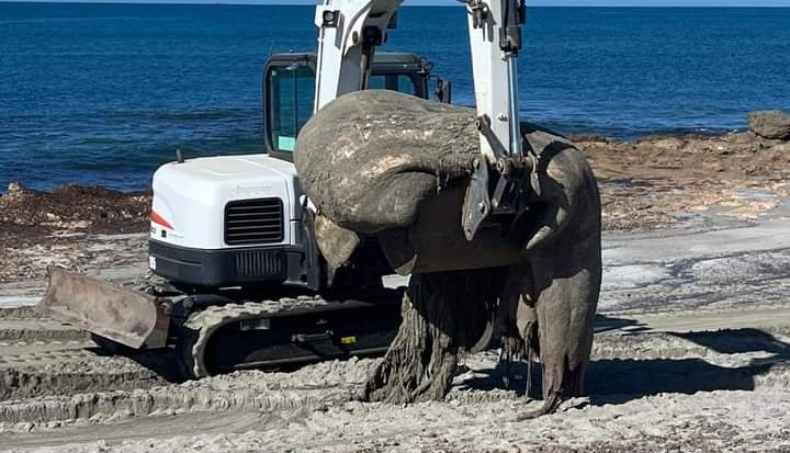 Cabras, rimossa la carcassa del capodoglio: è il terzo in poche settimane