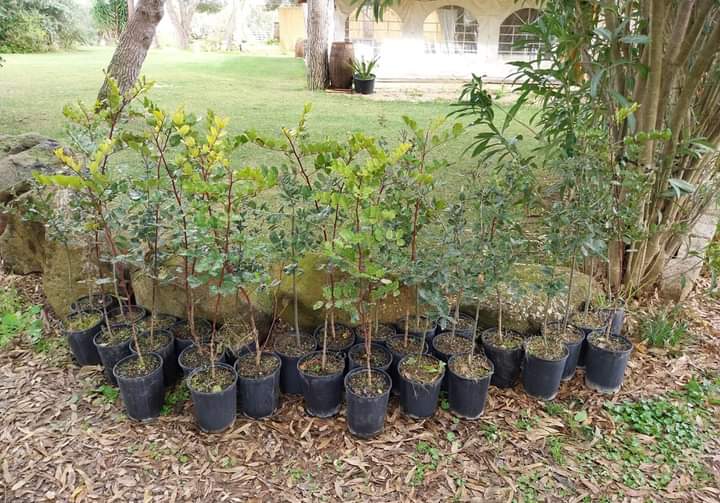 Guspini, 30 nuovi alberi in via Montale: nel parco anche lecci e carrubo