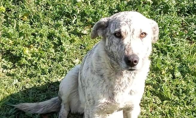 Ha commosso Villaspeciosa: ma ora Leonella è stata adottata