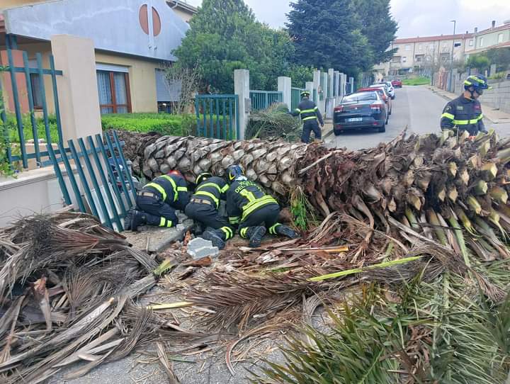 Paura a Mandas, palma gigantesca crolla in strada: distrutta la recinzione di un edificio