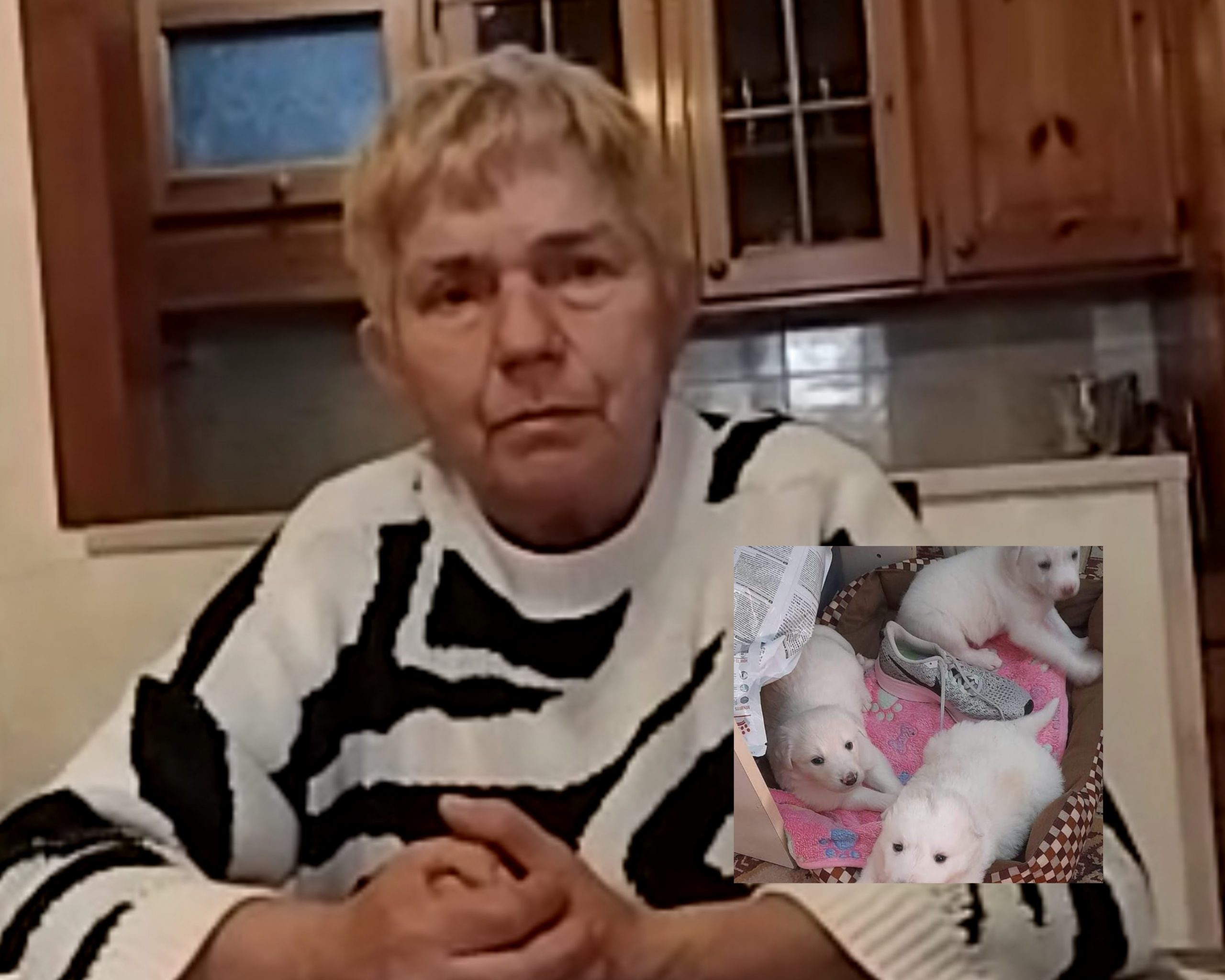 Trova 3 cani nelle campagne di Isili e li porta al Comune: “Rischio di essere denunciata per abbandono”