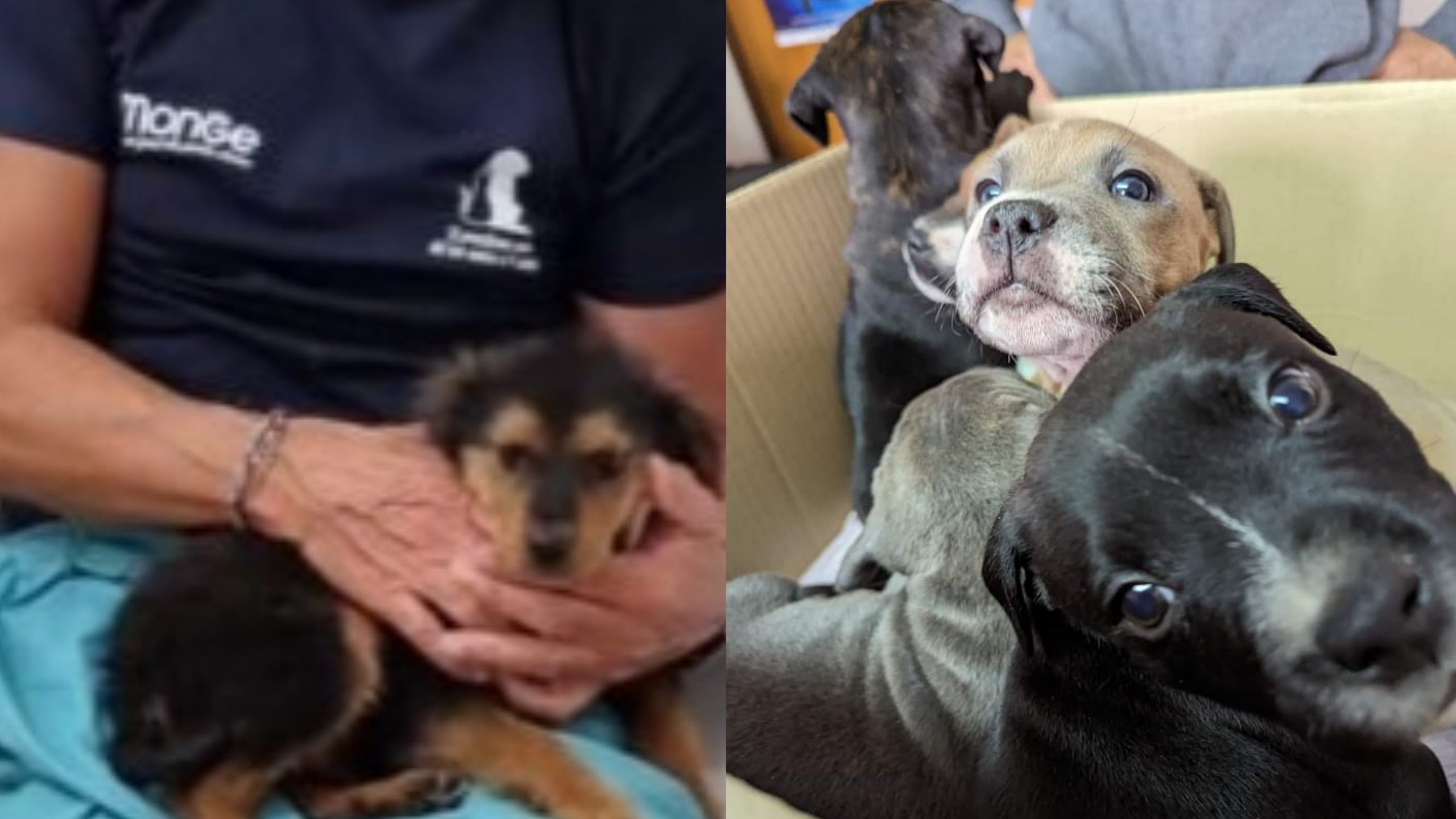 Capoterra, rientra al lavoro il dottore degli animali