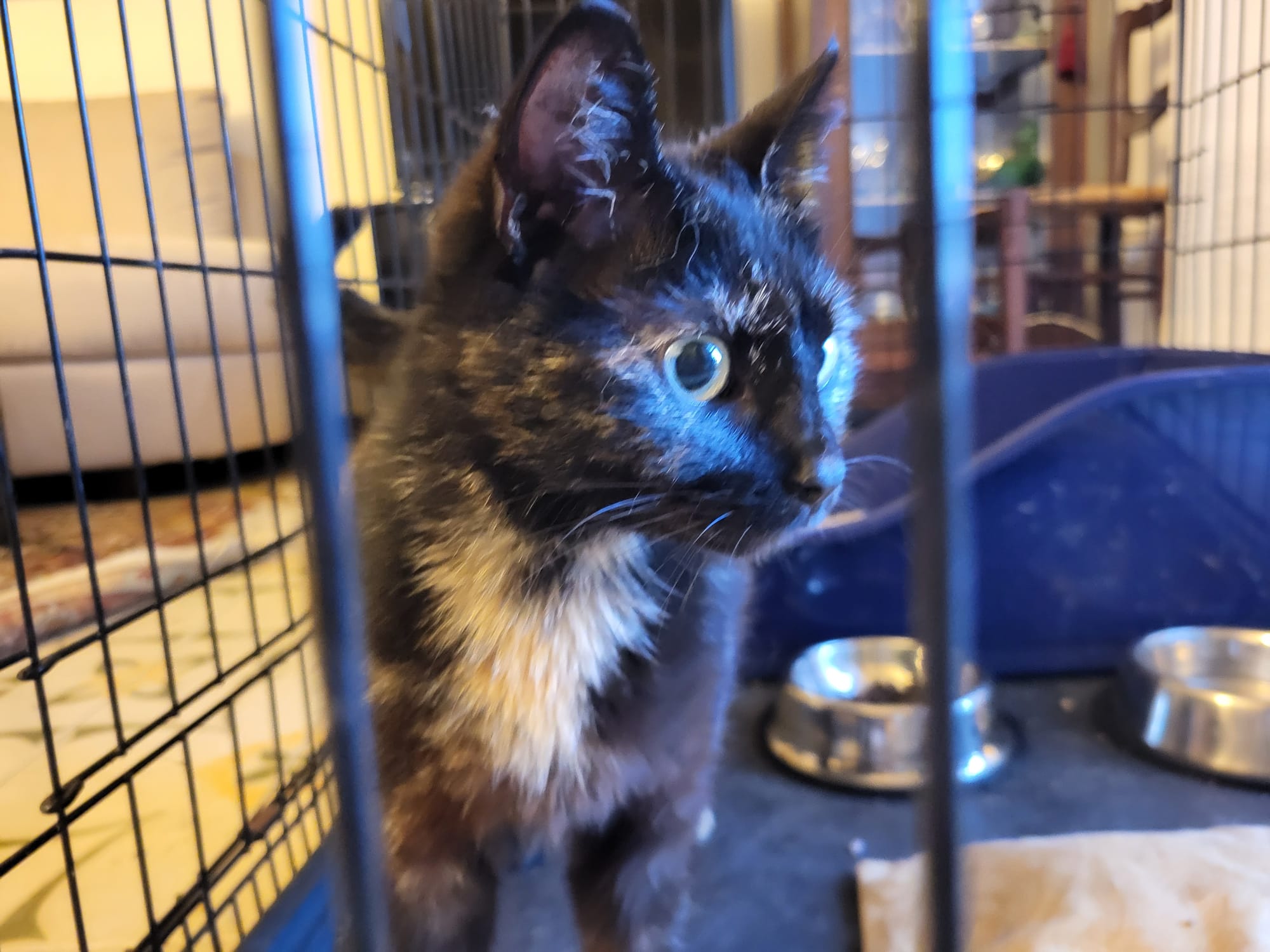 Sos Quartu, solo due giorni per trovare stallo a una gatta prossima al parto