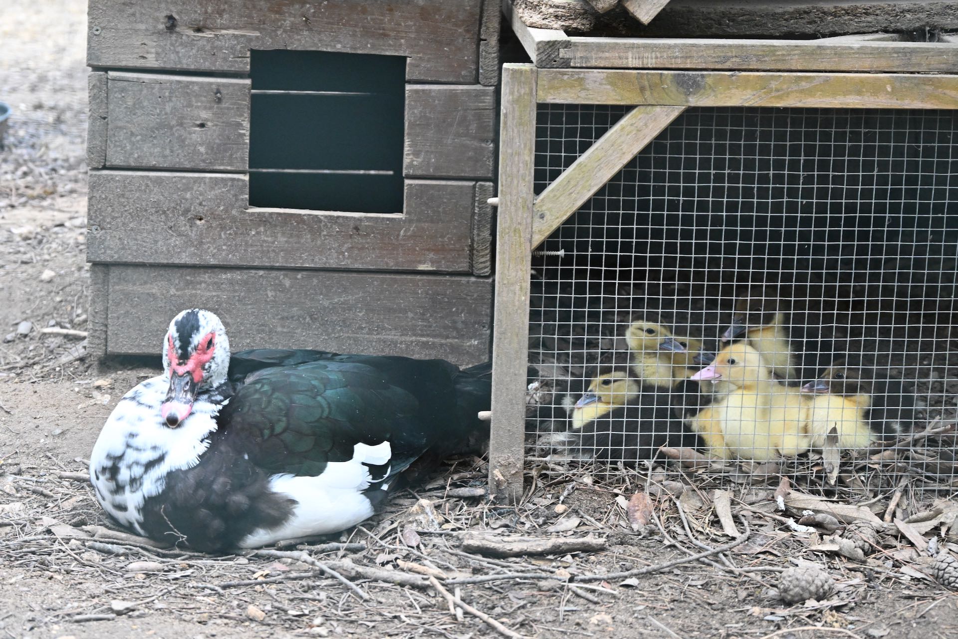 Cagliari, dopo l’incubo aviaria Monte Urpinu torna a ripopolarsi: nati 8 nuovi anatroccoli