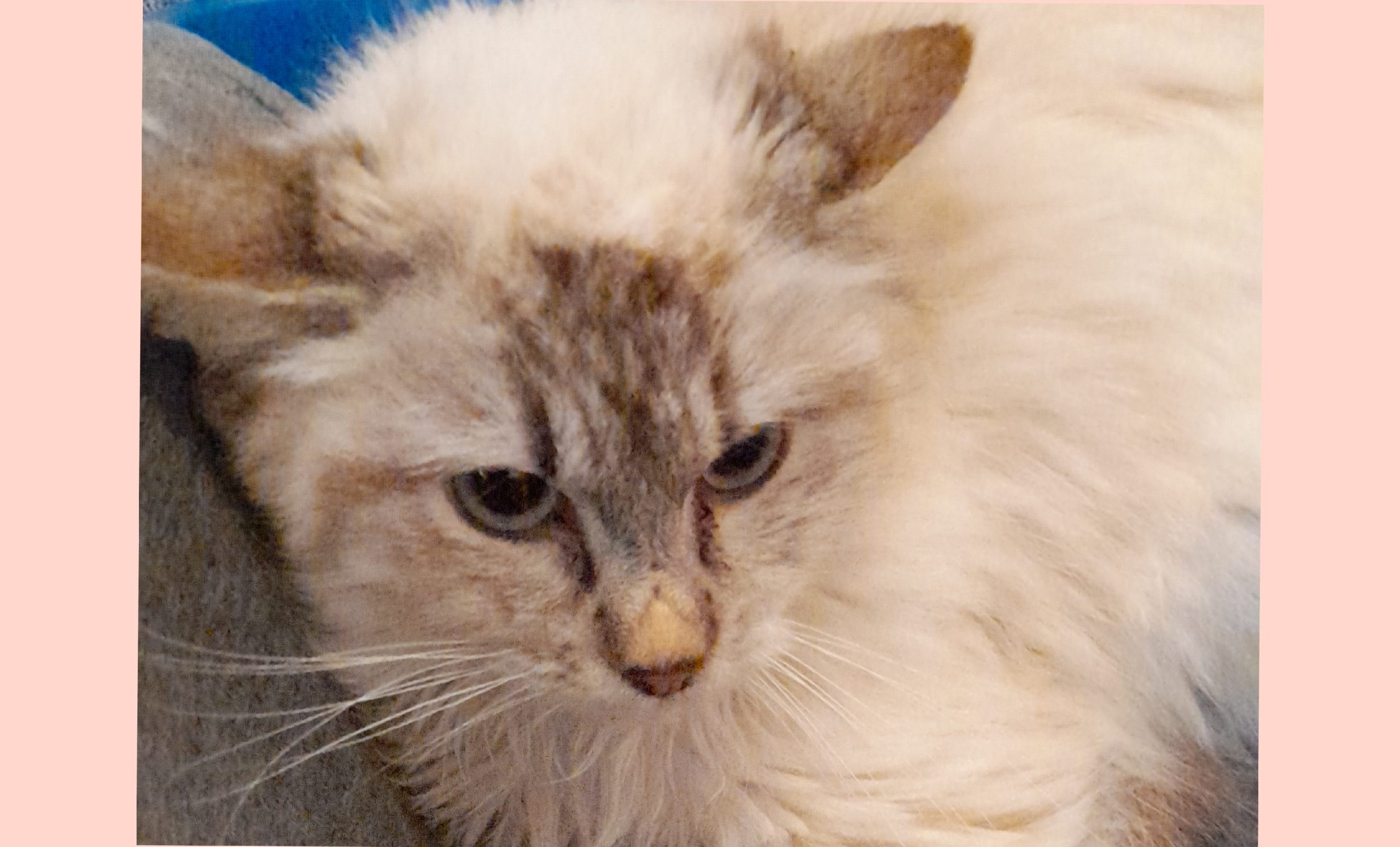 Sos per adottare la piccola e dolce Chanel di Selargius, la mitica simil birmana