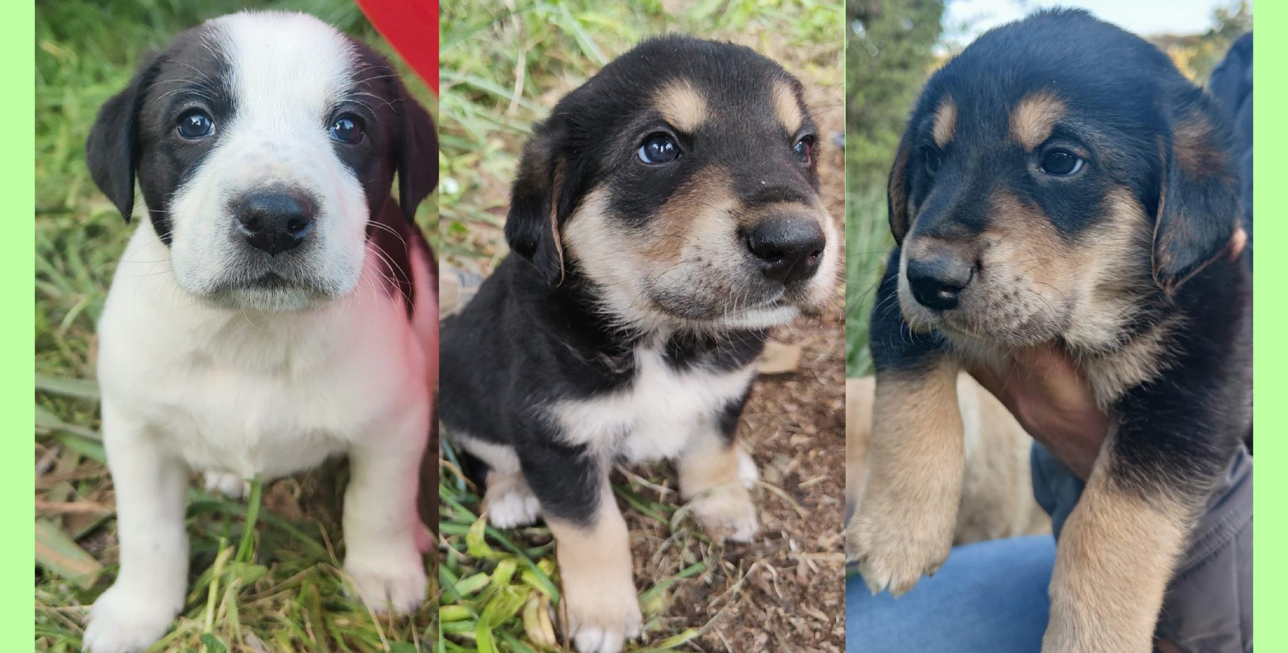 Sos a Nuoro, sei cuccioli cercano casa