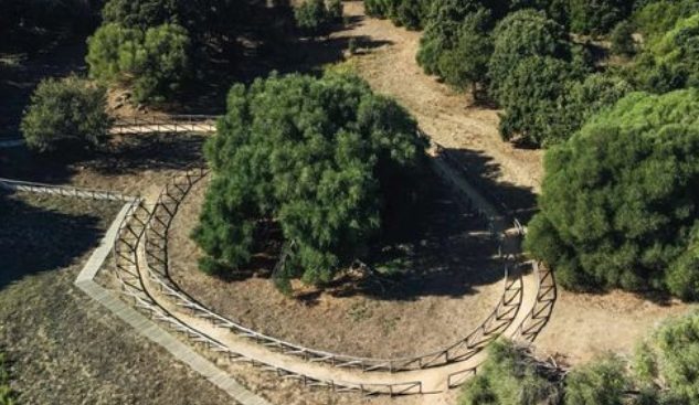 Luras, l’olivastro millenario sale sul podio europeo