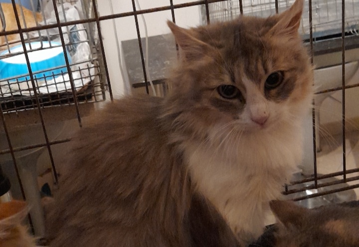 Soraya è rimasta sola, cerca l’adozione e l’amore di una persona molto paziente