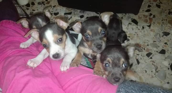 Medio Campidano, una grave malattia contro cui combattere e la necessità che qualcuno si occupi dei suoi animali