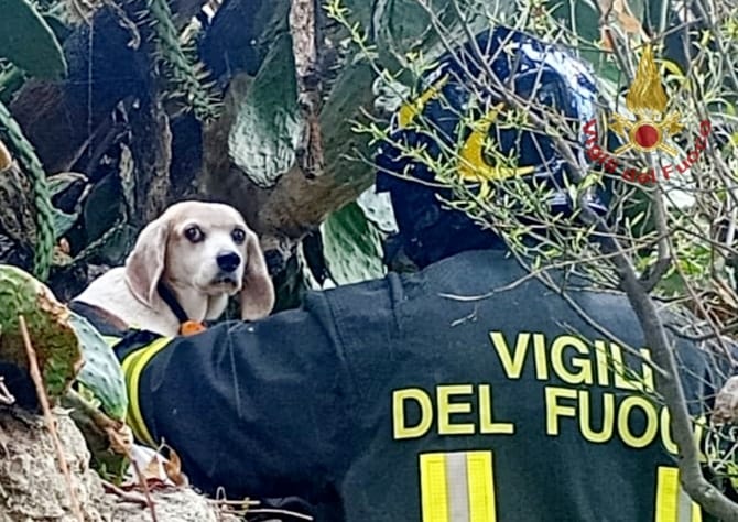 Cagliari, cucciolo intrappolato in un fico d’India: lo salvano i vigili del fuoco