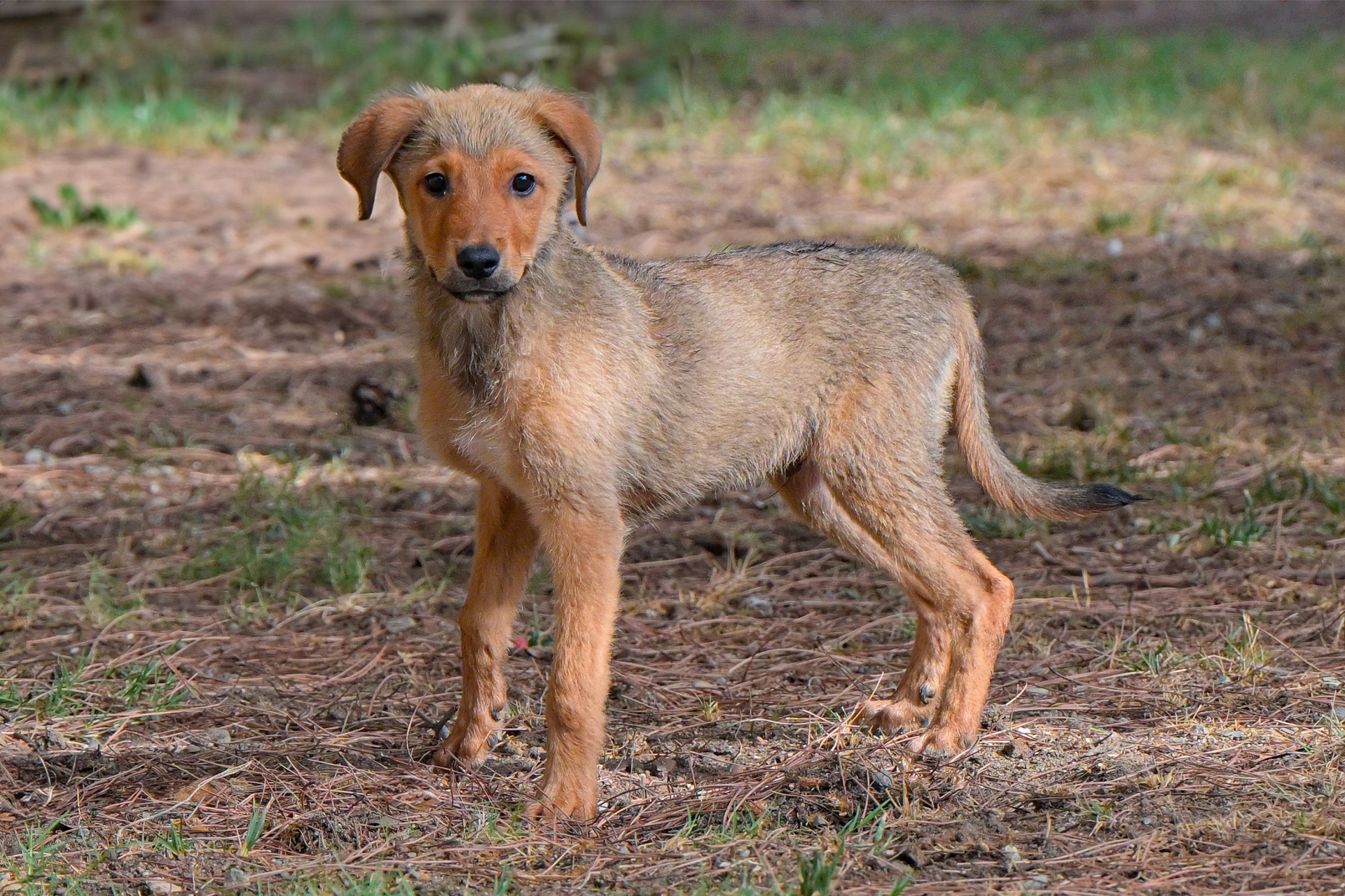 Al canile municipale di Cagliari Willy cerca una nuova famiglia da amare