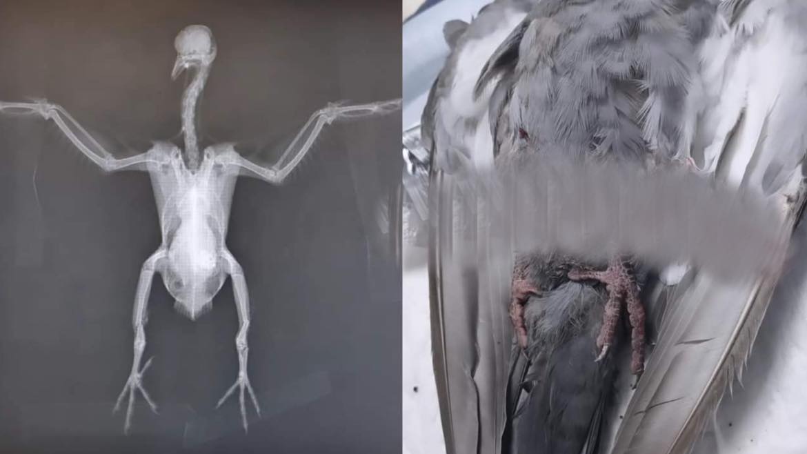 Sassari, piccione preso assurdamente a bastonate da 10 ragazzini: morto dopo ore di atroci sofferenze