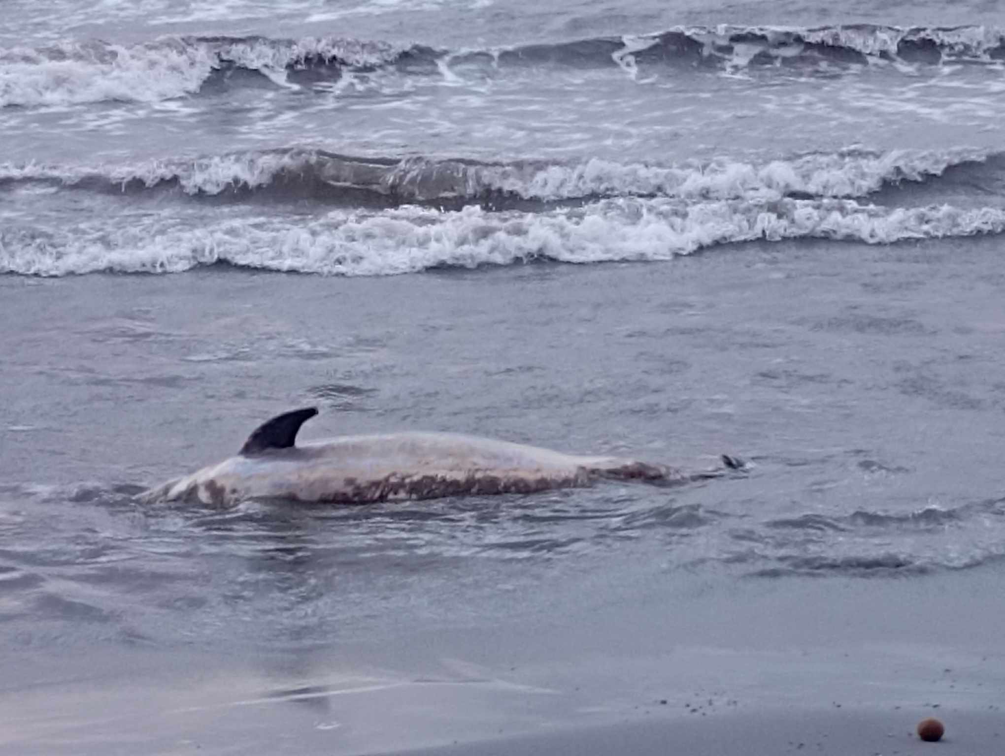 Arborea, un delfino in decomposizione lungo la spiaggia