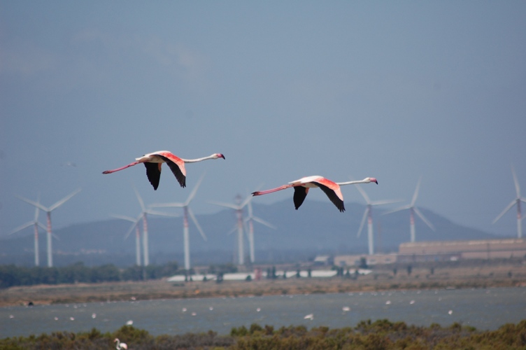 Sì all’energia rinnovabile, no alla speculazione energetica: il Grig lancia una petizione popolare