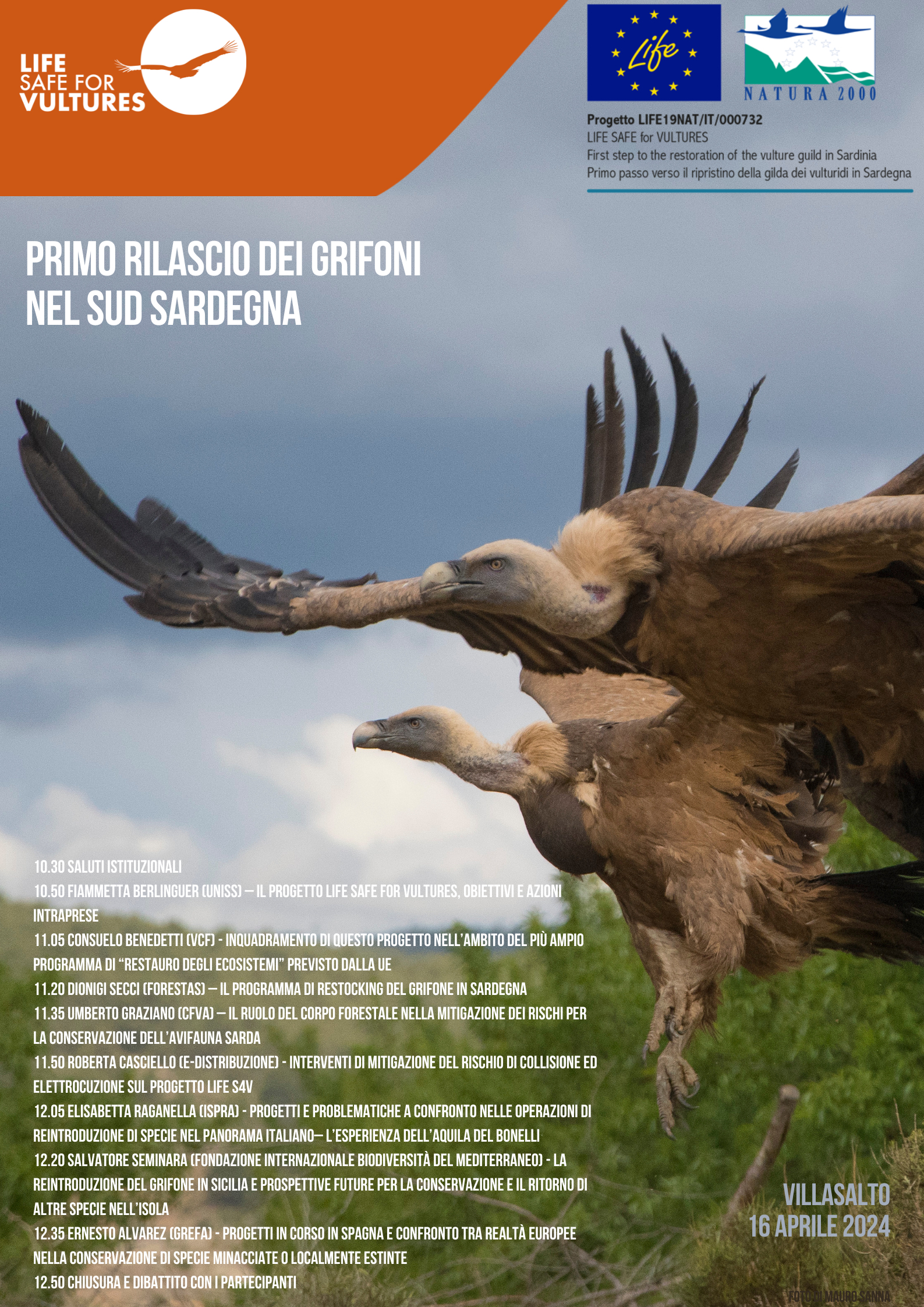 E’ il momento del volo dei primi grifoni, a Villasalto un evento per celebrare lo straordinario traguardo