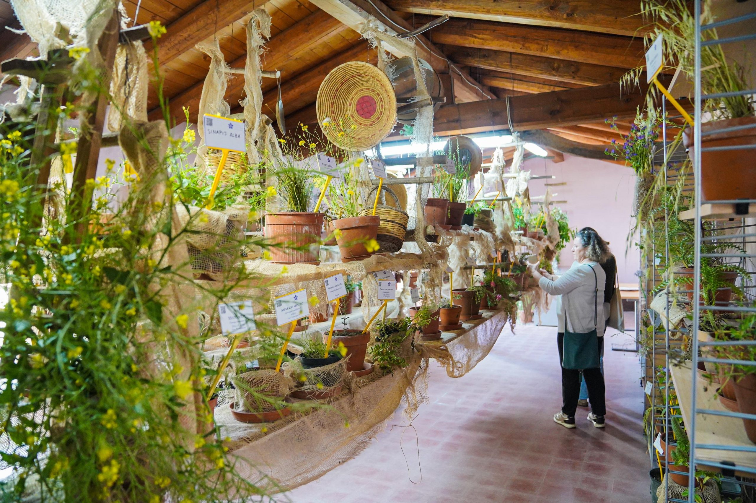 Festival delle erbe spontanee a Ussaramanna, seminari ed escursioni