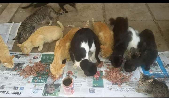 Cagliari, sos da Bonaria: “Lasciate entrare le gattare al cimitero tutti i giorni o i gatti moriranno”