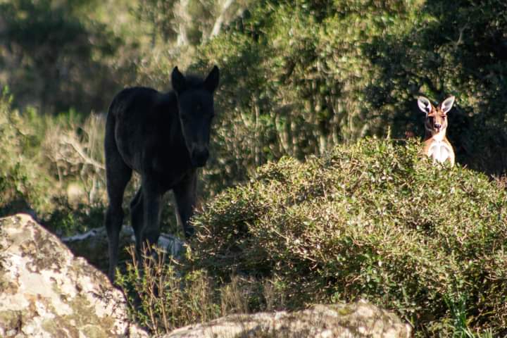Alla Giara avvistati i primi puledrini del 2024, ma è uno scherzo