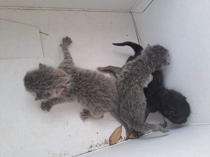 Capoterra, 3 gattini appena nati abbandonati in una scatola sul marciapiede