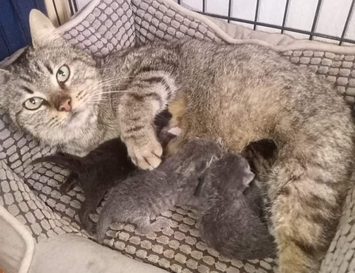 Capoterra, lieto fine per i tre gattini appena nati e abbandonati dentro una scatola