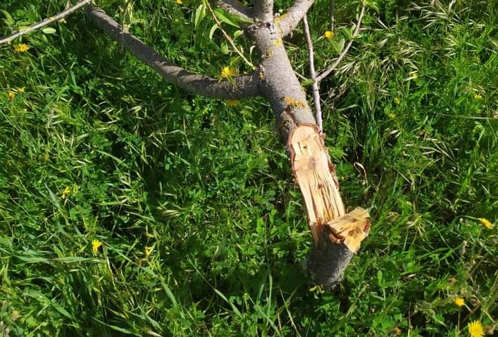 Villanovaforru, raid vandalico ai danni di decine di ulivi e mandorli