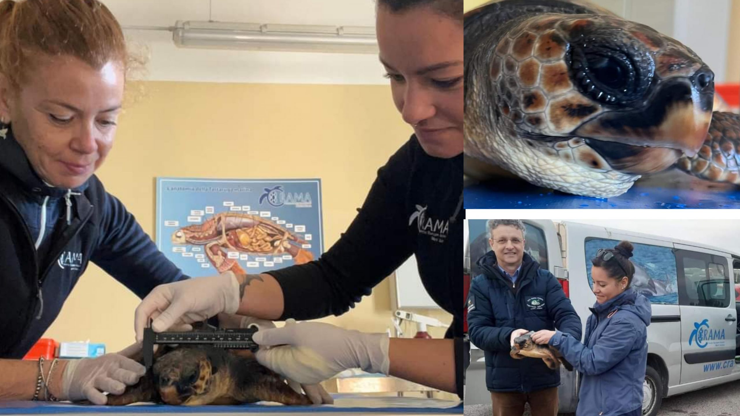 Alghero, mangia plastica e rischia la vita: salvata una caretta caretta