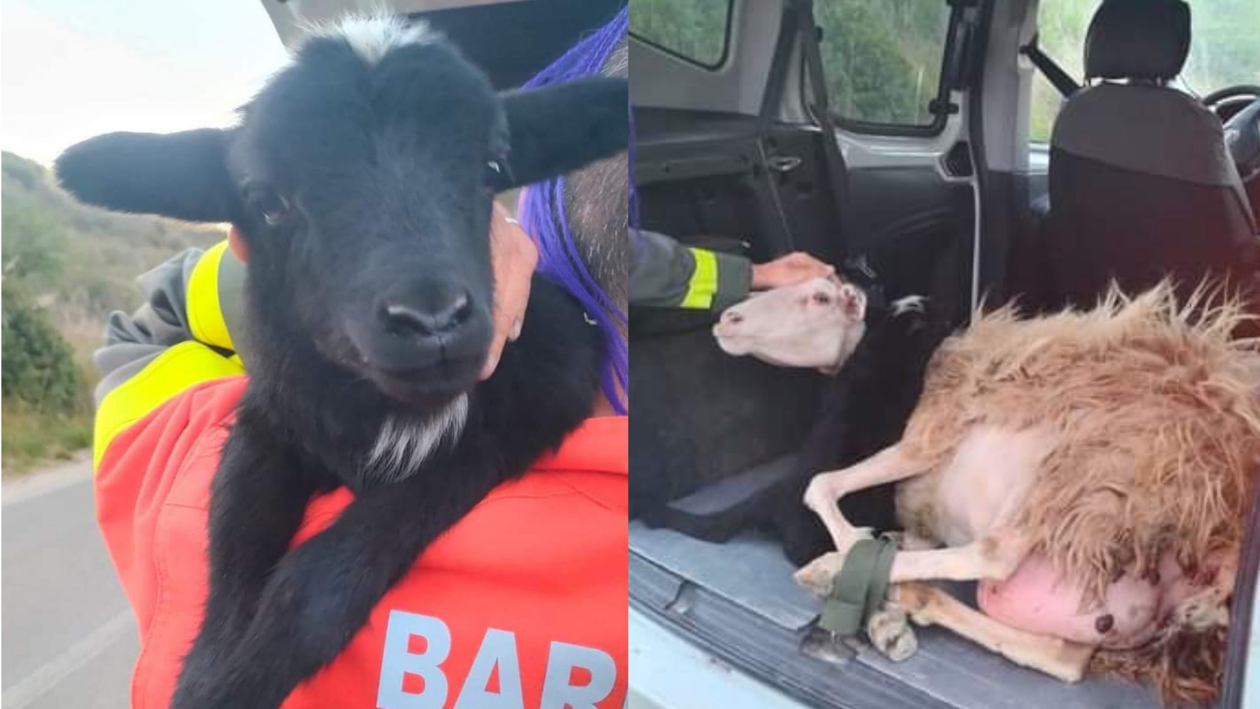 Sarroch, salva un agnellino e la sua mamma dall’incendio che ha distrutto i monti