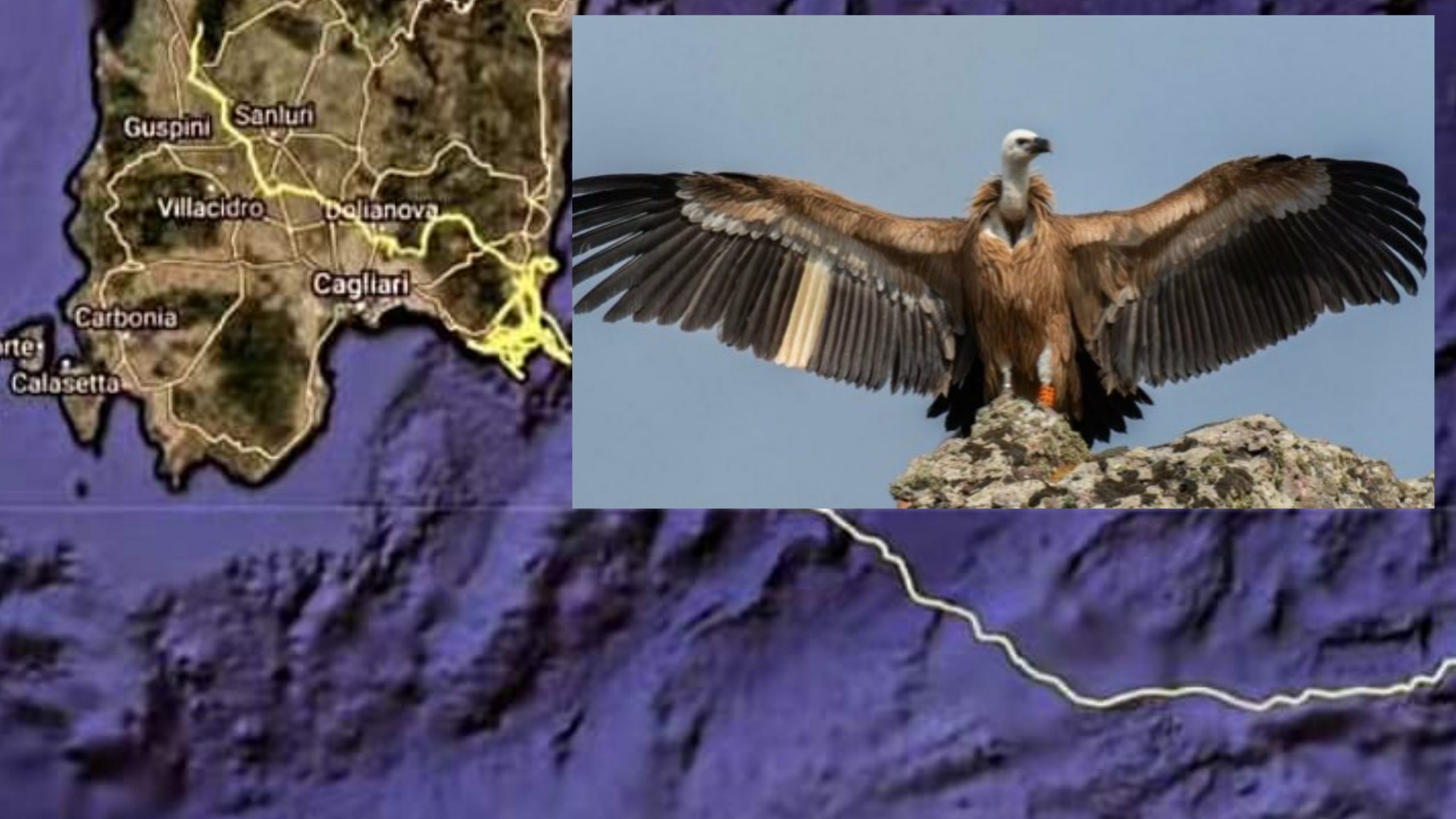 Da Villasalto alle Madonie: il grifone di Villasalto libero di volare fino in Sicilia