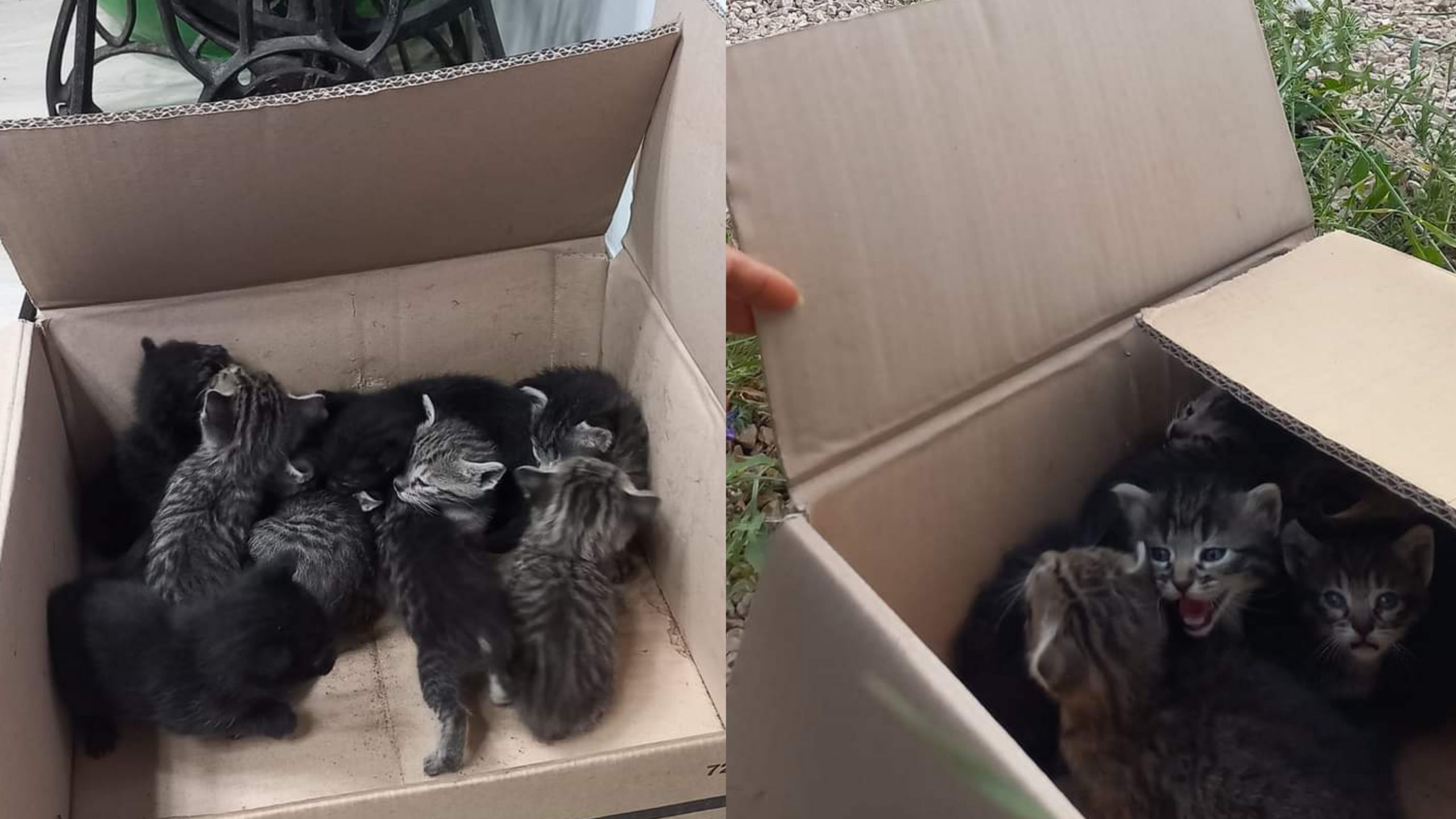 Serramanna, 9 gattini abbandonati alla fontana pubblica e salvati