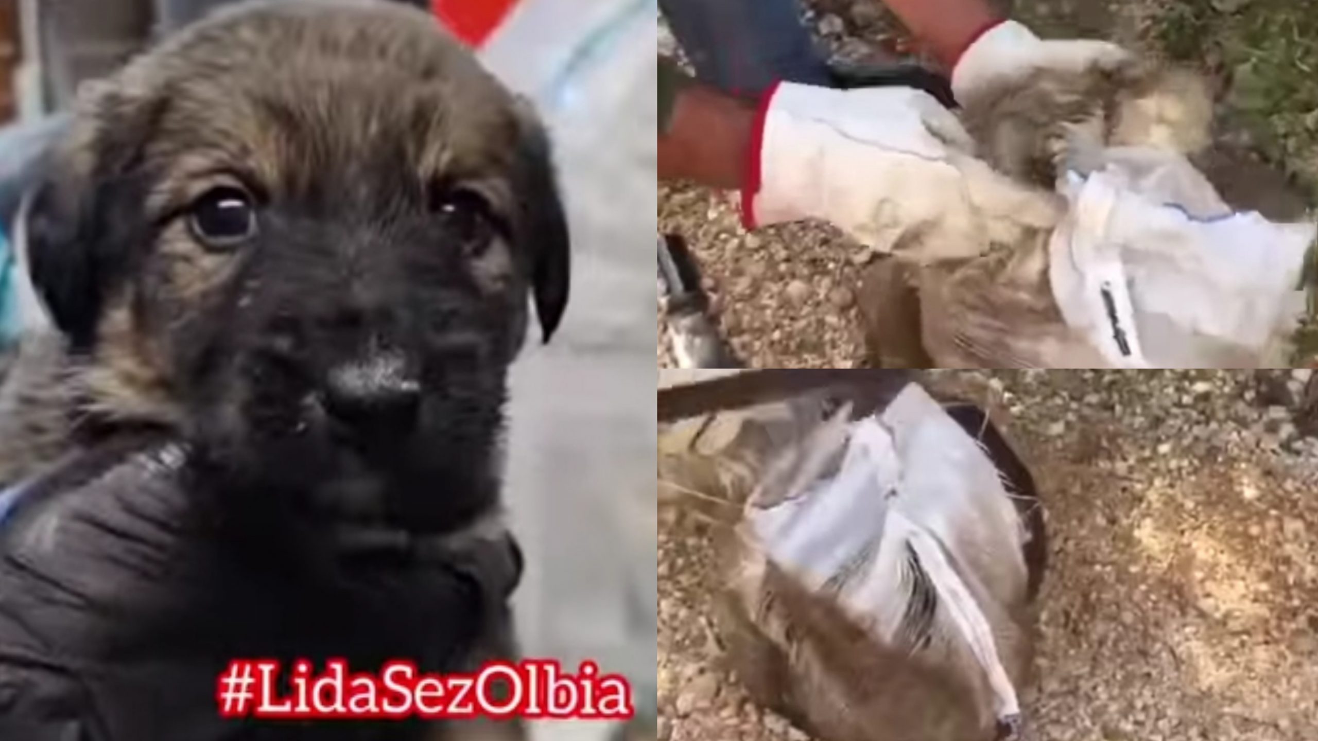 Dorgali, rischiano la vita per recuperare dei cuccioli abbandonati