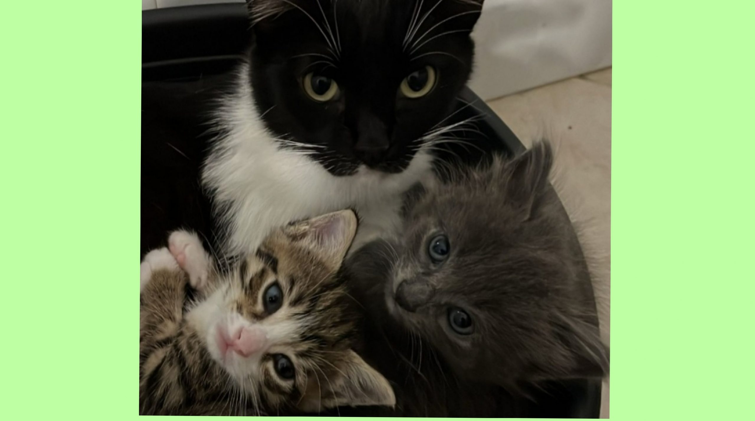 Radio Zampetta: Felicia e i suoi 2 figlioletti cercano adozione del cuore