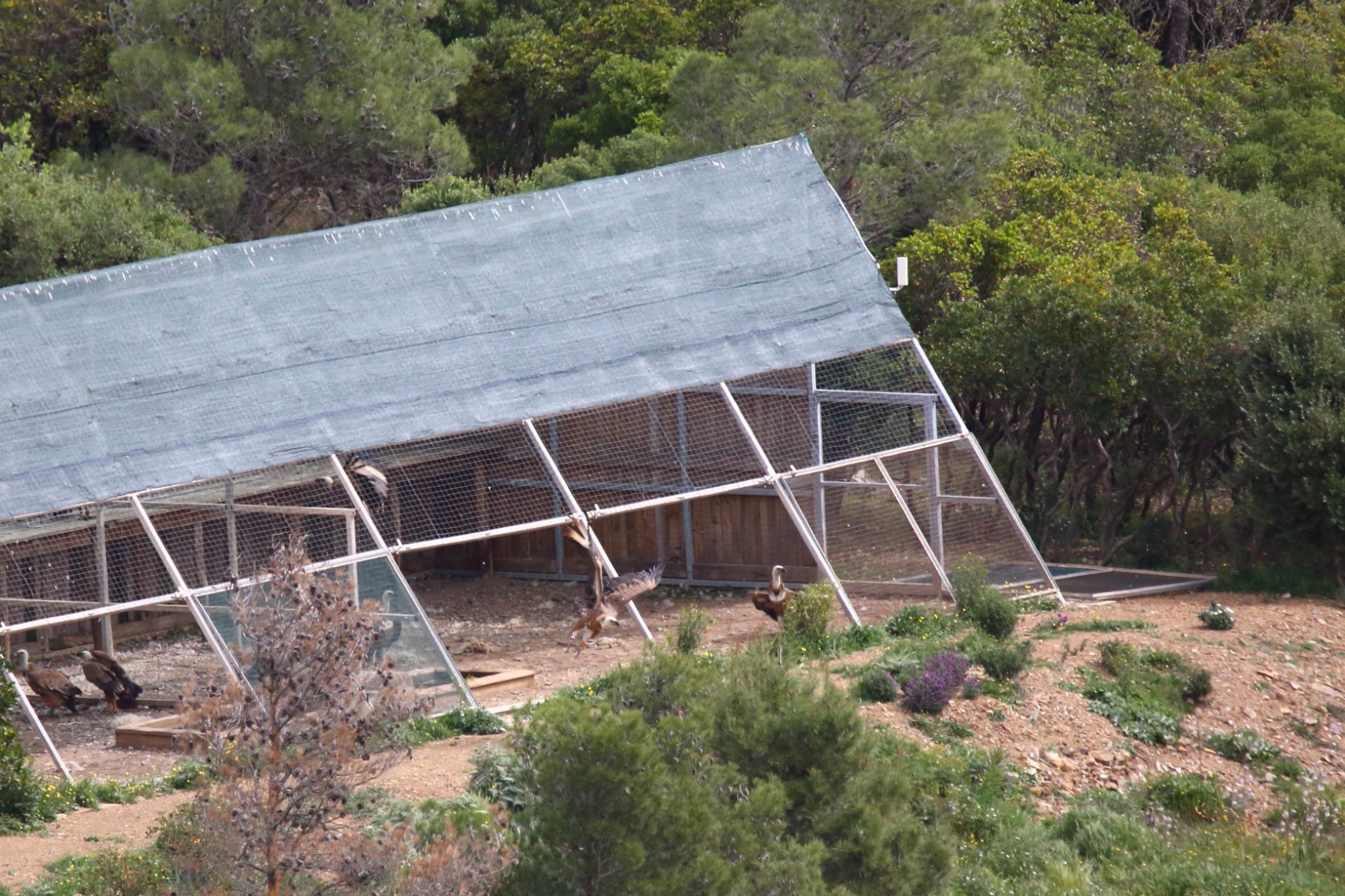 Dopo oltre 60 anni il grifone torna a volare nel Sud Sardegna