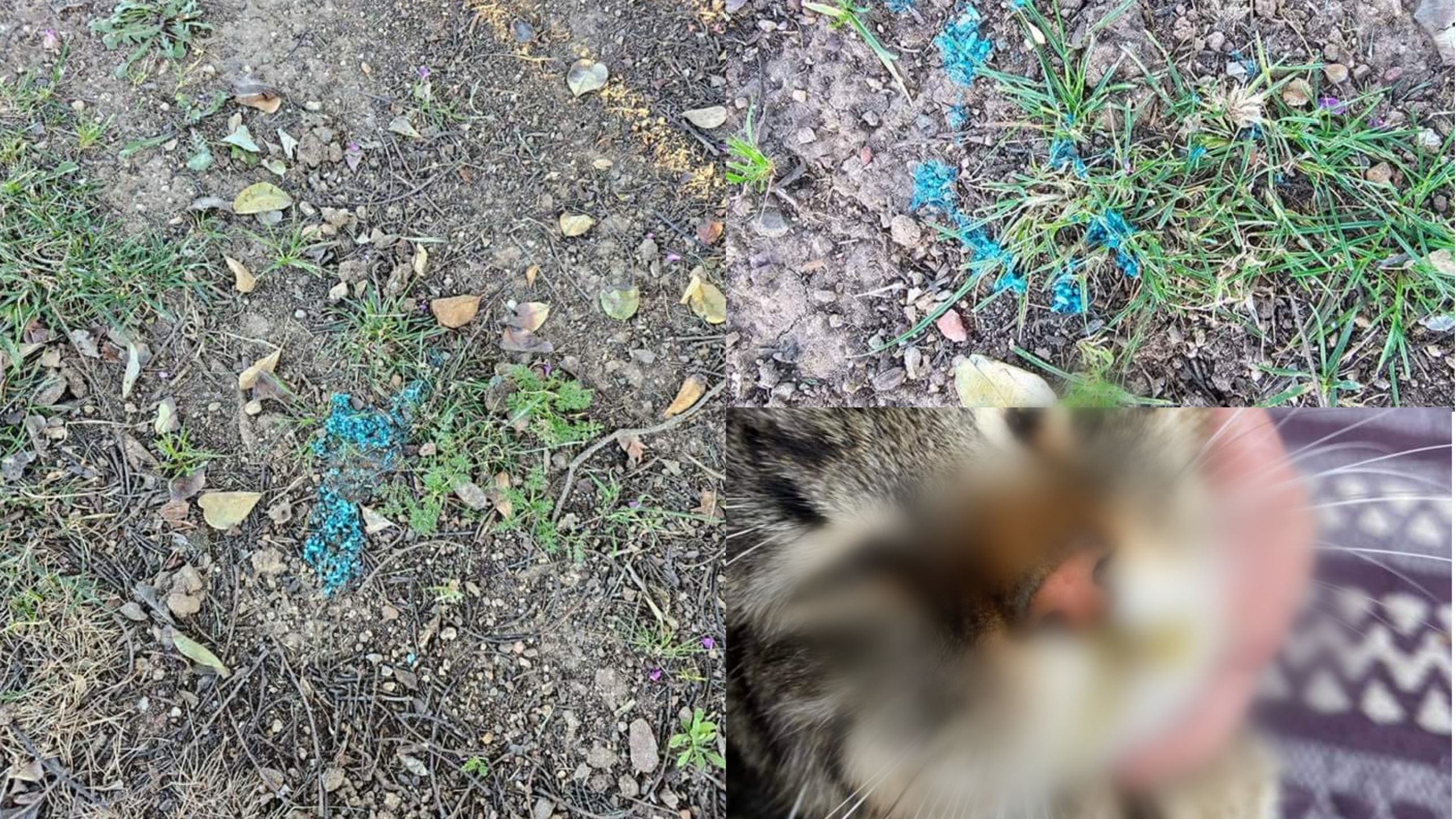 Preoccupazione a Samassi, strade e parchi del paese cosparsi di lumachicida: “Cani e gatti in pericolo”