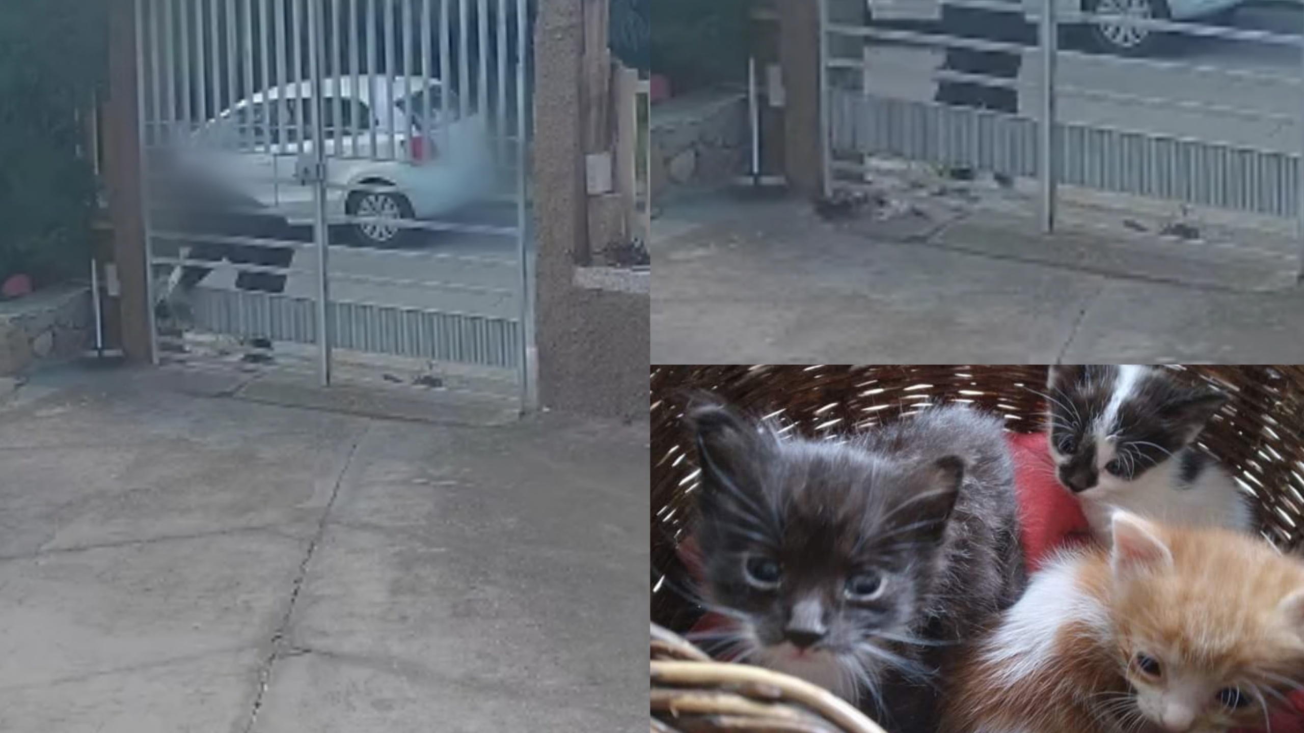 Quartucciu, getta tre piccoli gattini dentro il cortile di un’abitazione privata