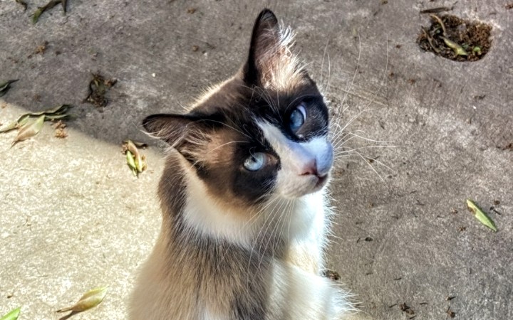 Maracalagonis animal friendly: 100 gatti censiti e riuniti in comunità