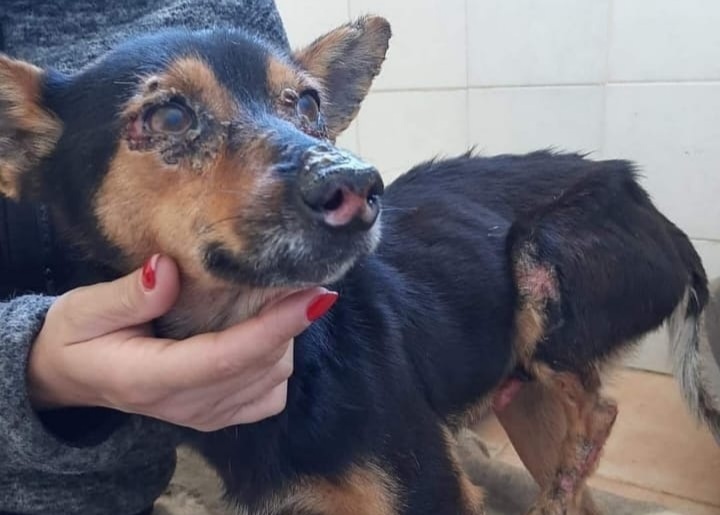 Radio Zampetta: Paoletto vittima di abbandono vi aspetta al canile di Ortacesus