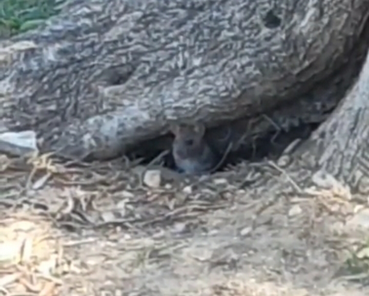Guerra ai topi a Cagliari: lunedì derattizzazione nella scuola Colombo di via del Sole