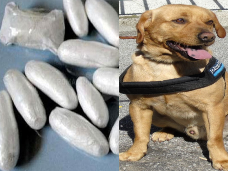Torna dal permesso premio in carcere a Sassari con la droga nell’intestino: il trucco scoperto dal cane Leo