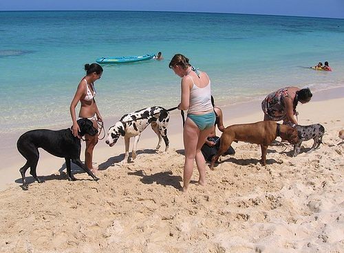 Bagni anche per Fido, al Margine Rosso di Quartu la spiaggia per cani: “Vaccinati e tenuti al guinzaglio”