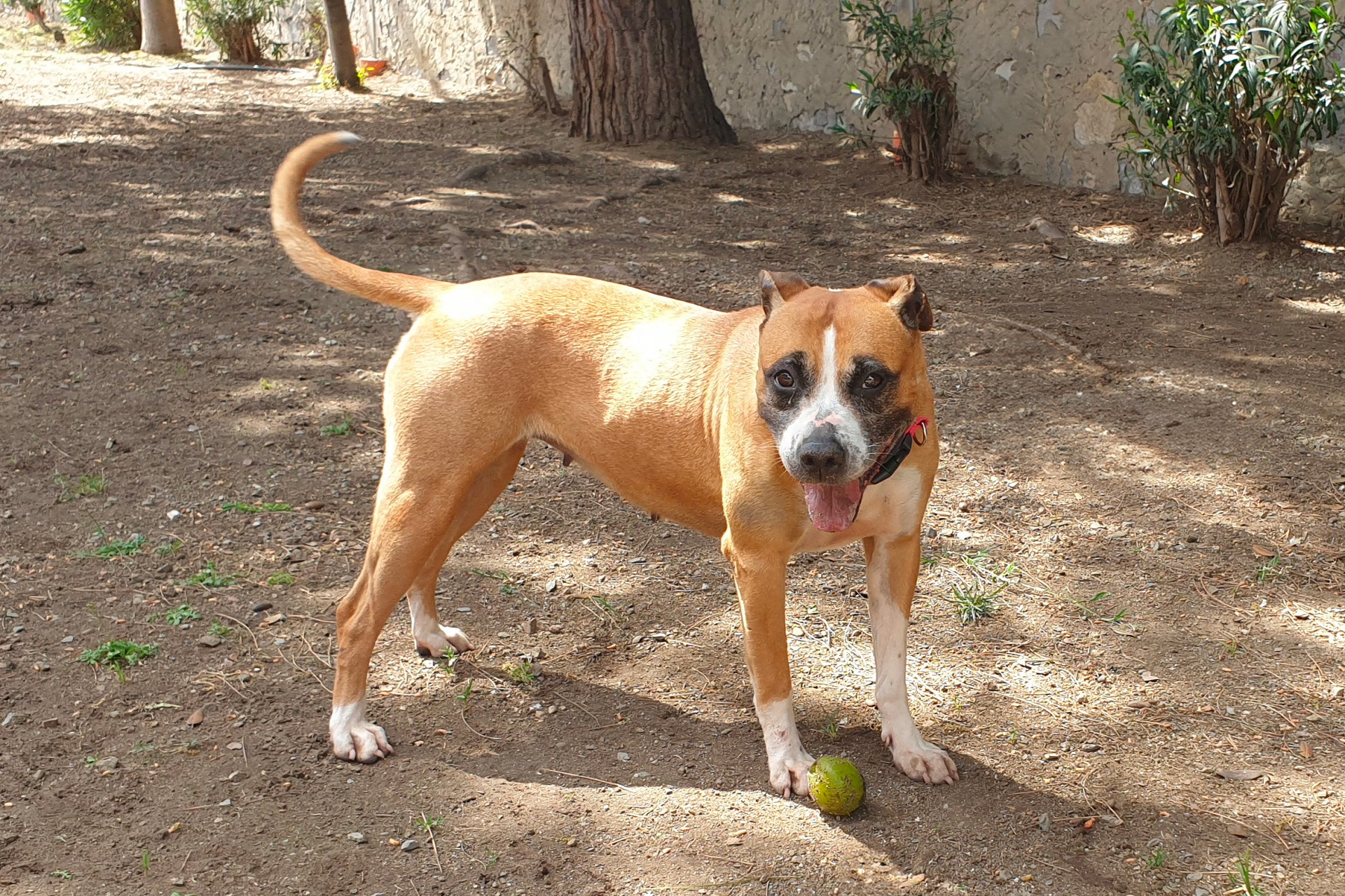 Duana, terrier dall’anima fragile, è la protagonista della campagna di adozioni del canile di Cagliari