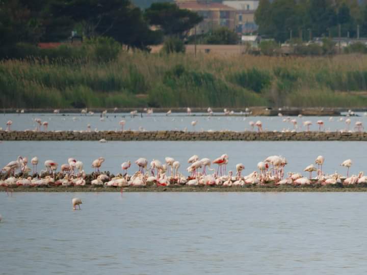 Cagliari, Molentargius accoglie i nuovi inquilini: nati migliaia di pulli di fenicottero