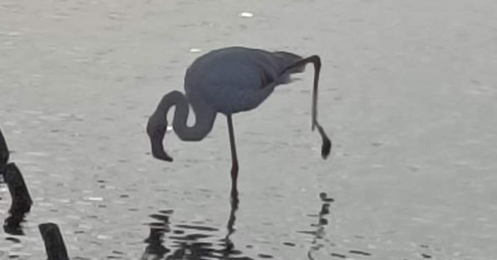Cagliari, un fenicottero rosa con la zampa rotta fra le Saline e viale Colombo