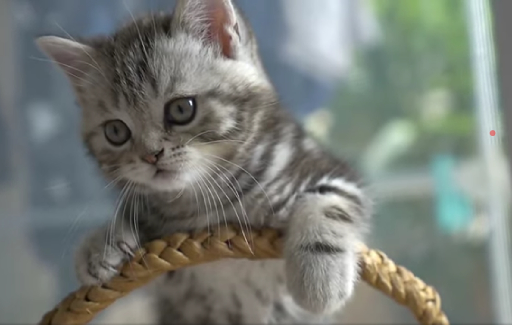 Scopri la nuova casetta per gatti da Euromax a Cagliari!