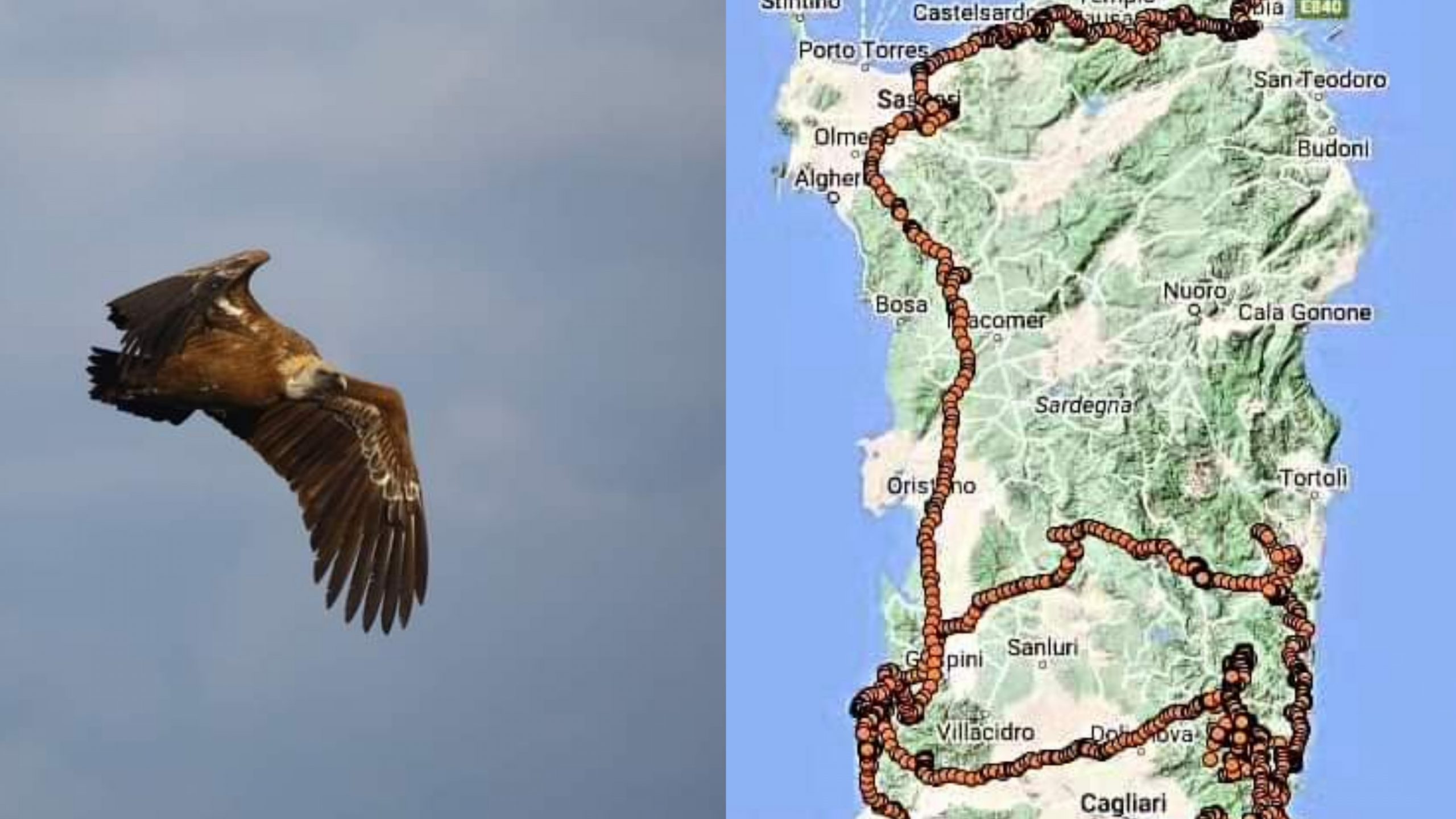 Morto Arricelli, il grifone dei record: dopo la libertà aveva volato da Villasalto alla Sicilia