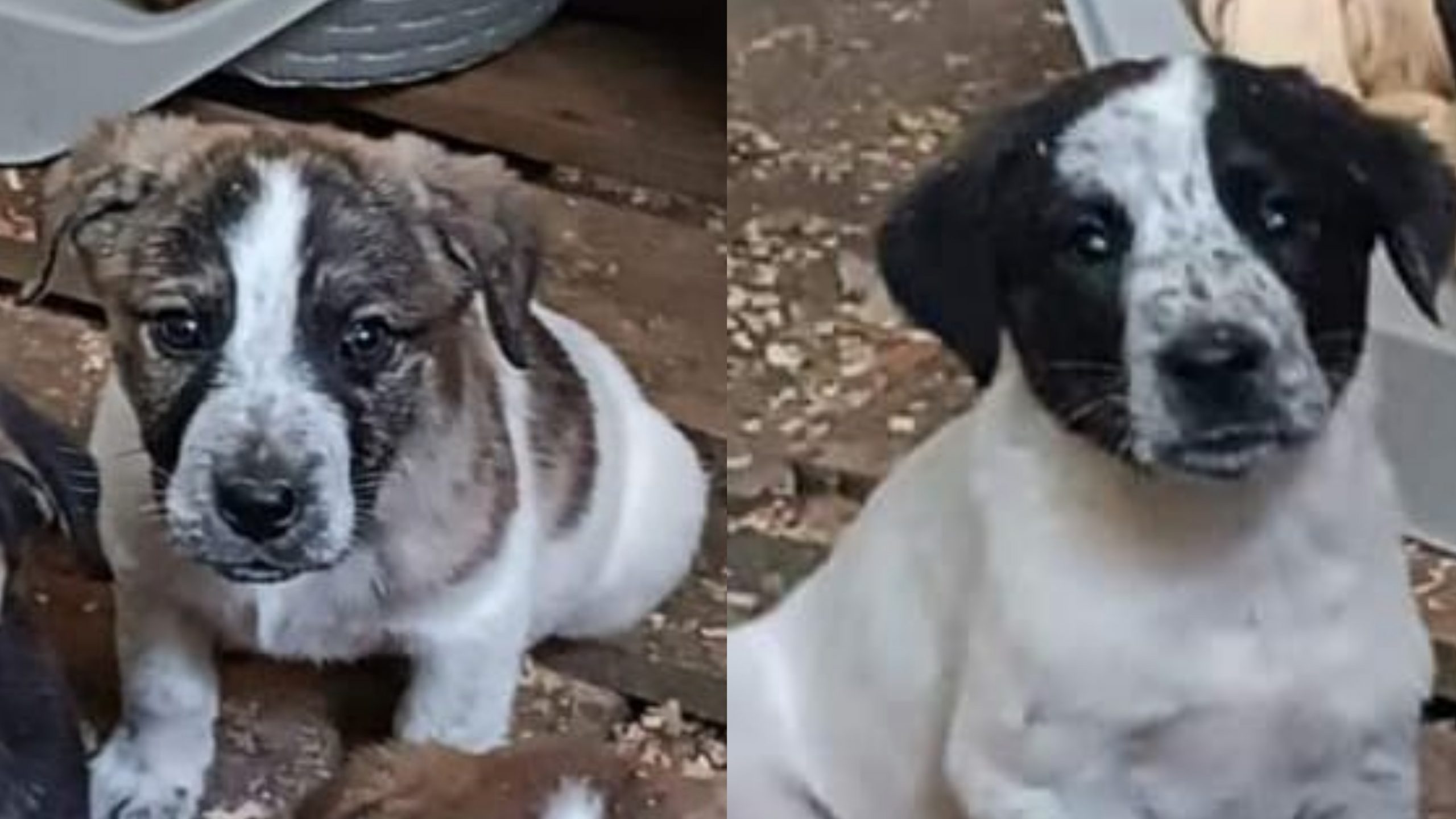 Gonnosfanadiga, sei cuccioli abbandonati sono stati salvati dalle volontarie