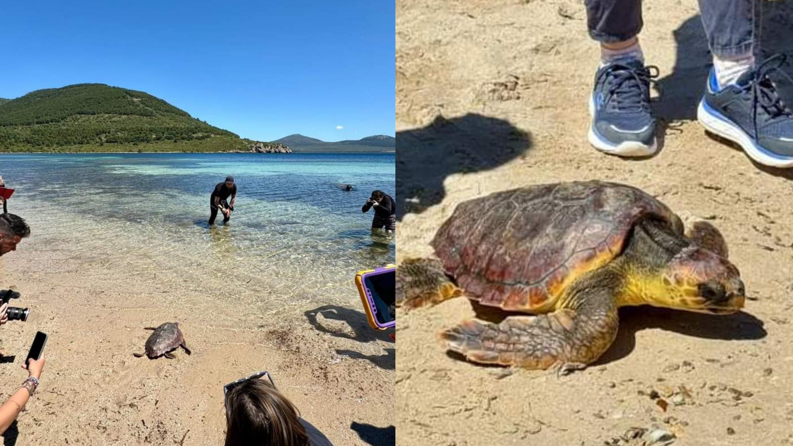 Tramariglio, decine di persone per la corsa verso la libertà della tartaruga Nicoletta